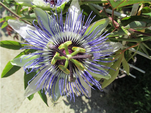 pasiflora